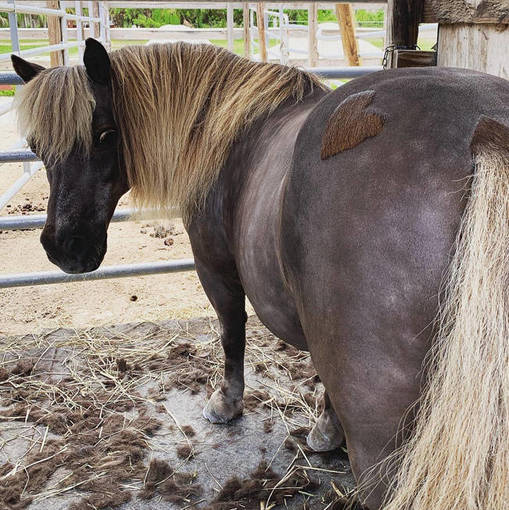 Caring For Horsemen Hit Hard By COVID-19